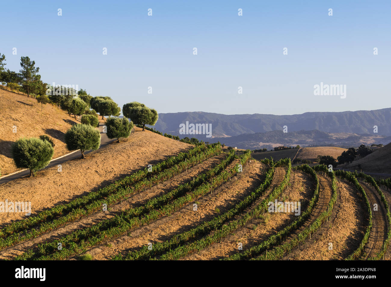 Einen Weinberg Kurven an einem Hügel mit einer Straße von Oliver Bäume in der hügeligen Landschaft von Farmen und Ranches in den Santa Ynez Valley in der Nähe von Los begrenzt Stockfoto