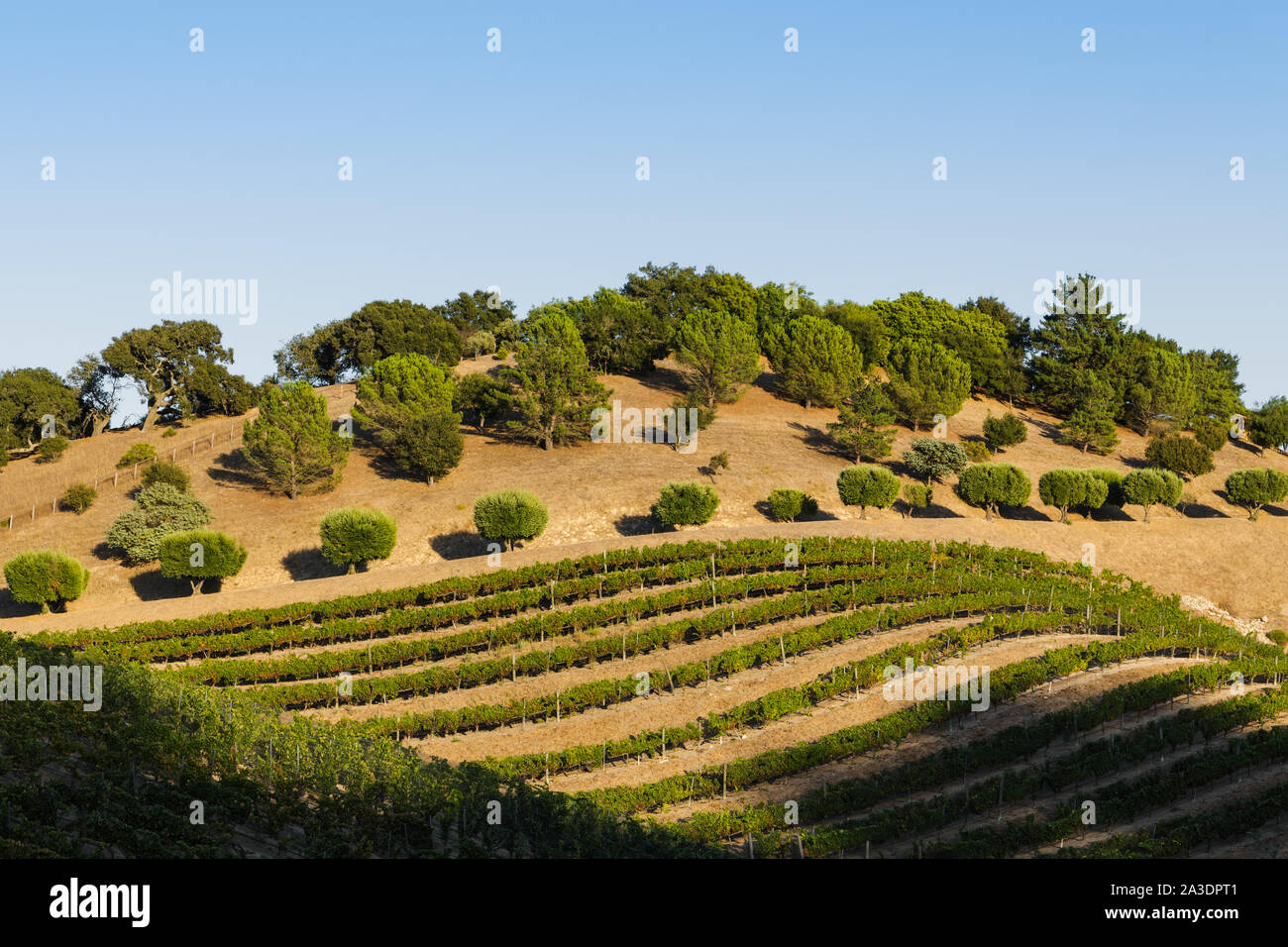 Reihen von Reben in einem Weingut in der Nähe von Los Olivos im kalifornischen Santa Ynez Valley Stockfoto