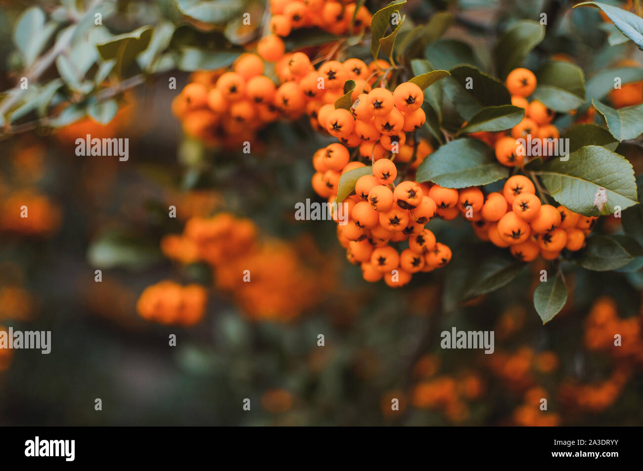 Herbst Hintergrund mit orange Reif, Sanddorn, Hippophae rhamnoides, saisonalen Garten Pflanzen für die Gesundheit. Sanddorn bio Beeren Hintergrund. Temp. Stockfoto