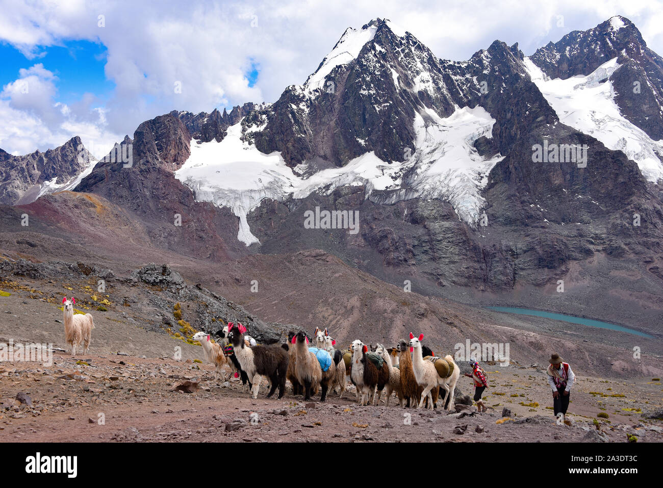 Llama Pack in der Cordillera Vilcanota, Ausungate, Cusco, Peru Stockfoto