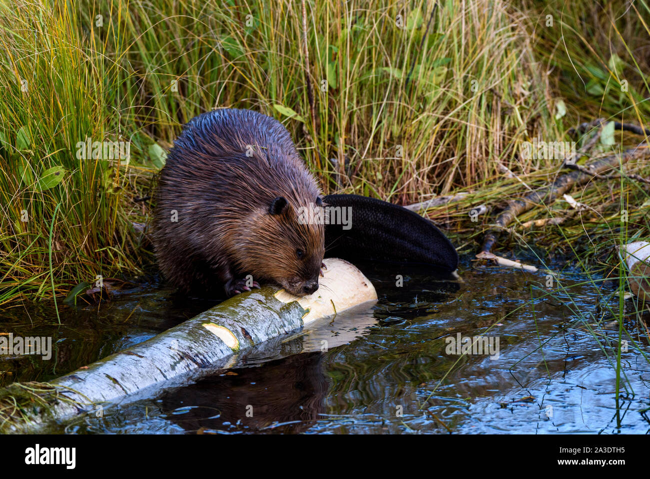 Einen sehr großen Castor canadensis Biber Kauen auf einem populären im Wasser entlang der grasbewachsenen Rand der Biber Teich anmelden Stockfoto