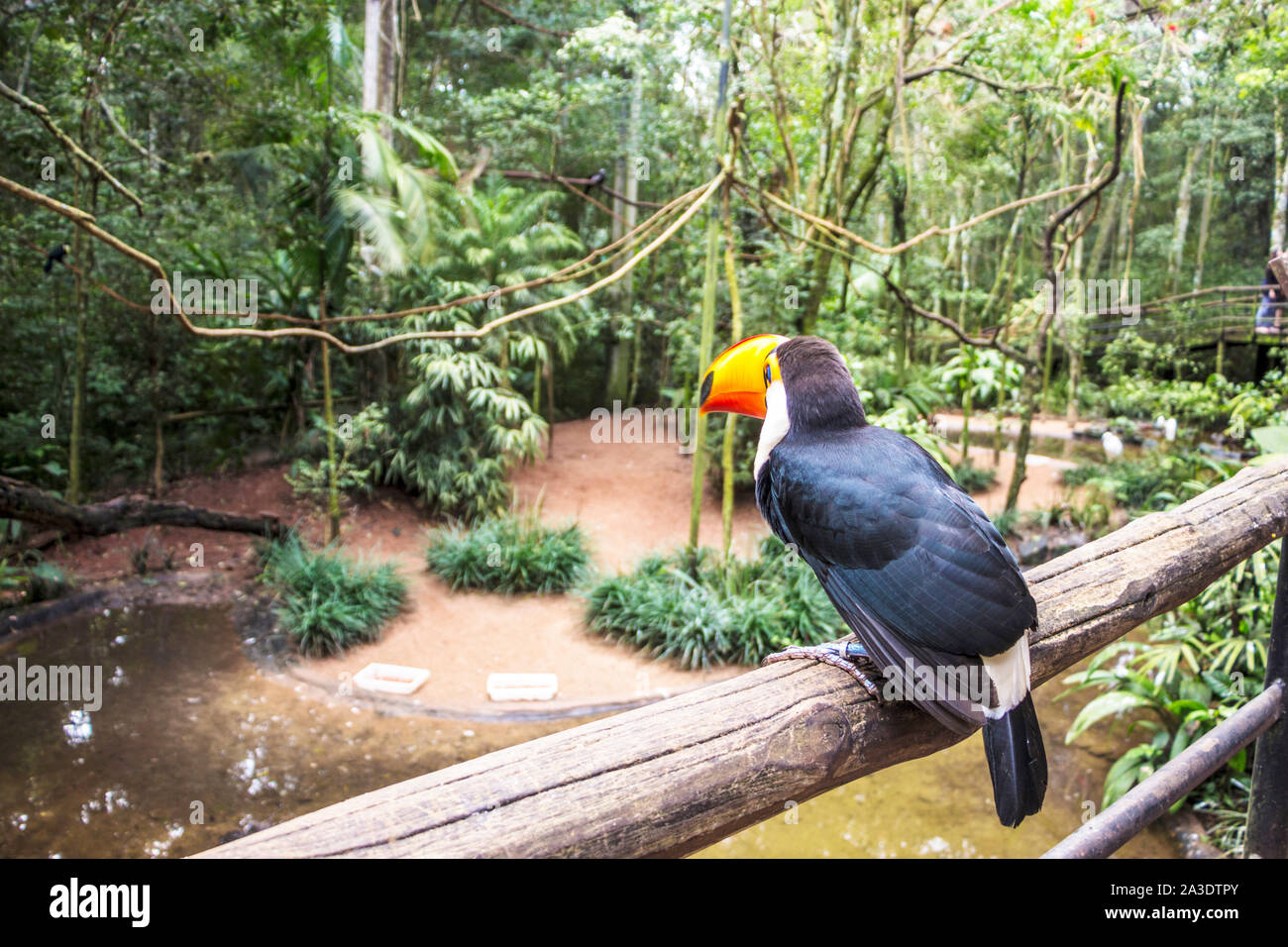 Parque das Aves, Vogelpark, Foz do Iguaçu, Paraná, Brasilien Stockfoto