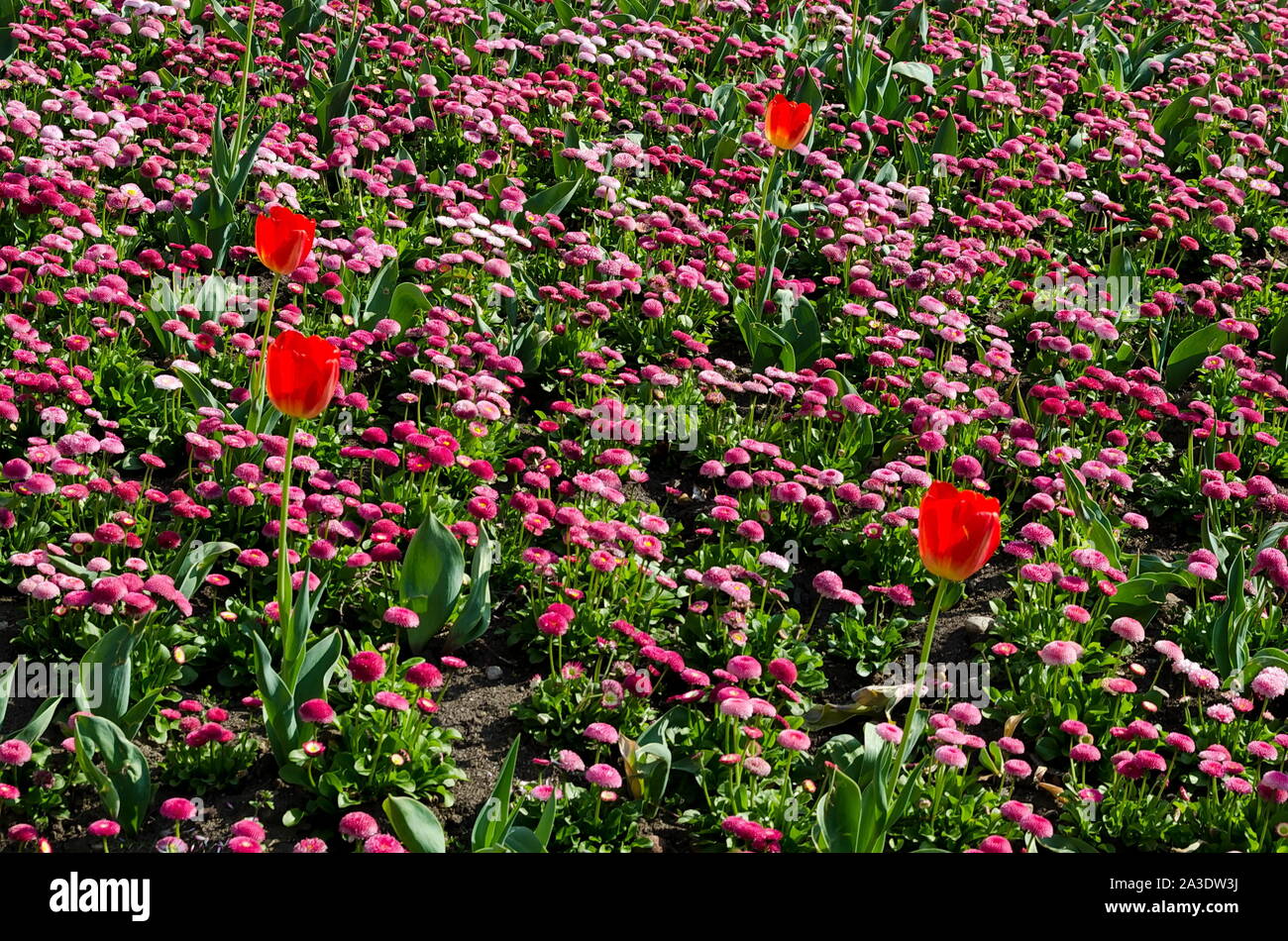 Frühling Garten mit Rosa Gänseblümchen und rote Tulpen in Blüte, Sofia, Bulgarien Stockfoto