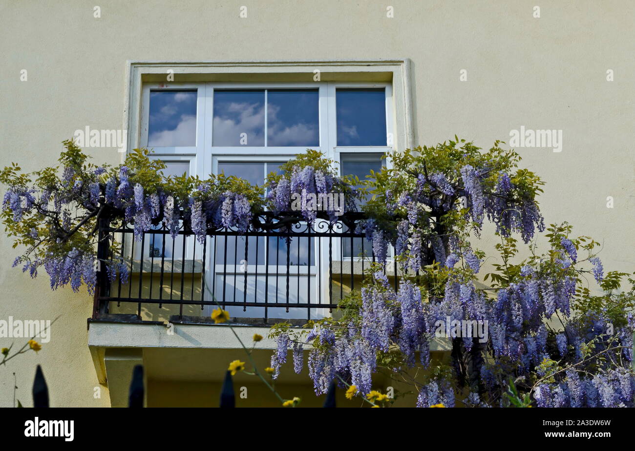 Voller Blumen lila Wisteria mit Blüten und Blätter auf einem Geländer auf dem Balkon, Sofia, Bulgarien Stockfoto