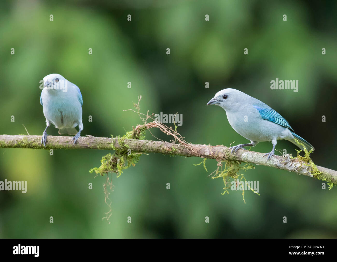 Blau-graue Voegel Stockfoto