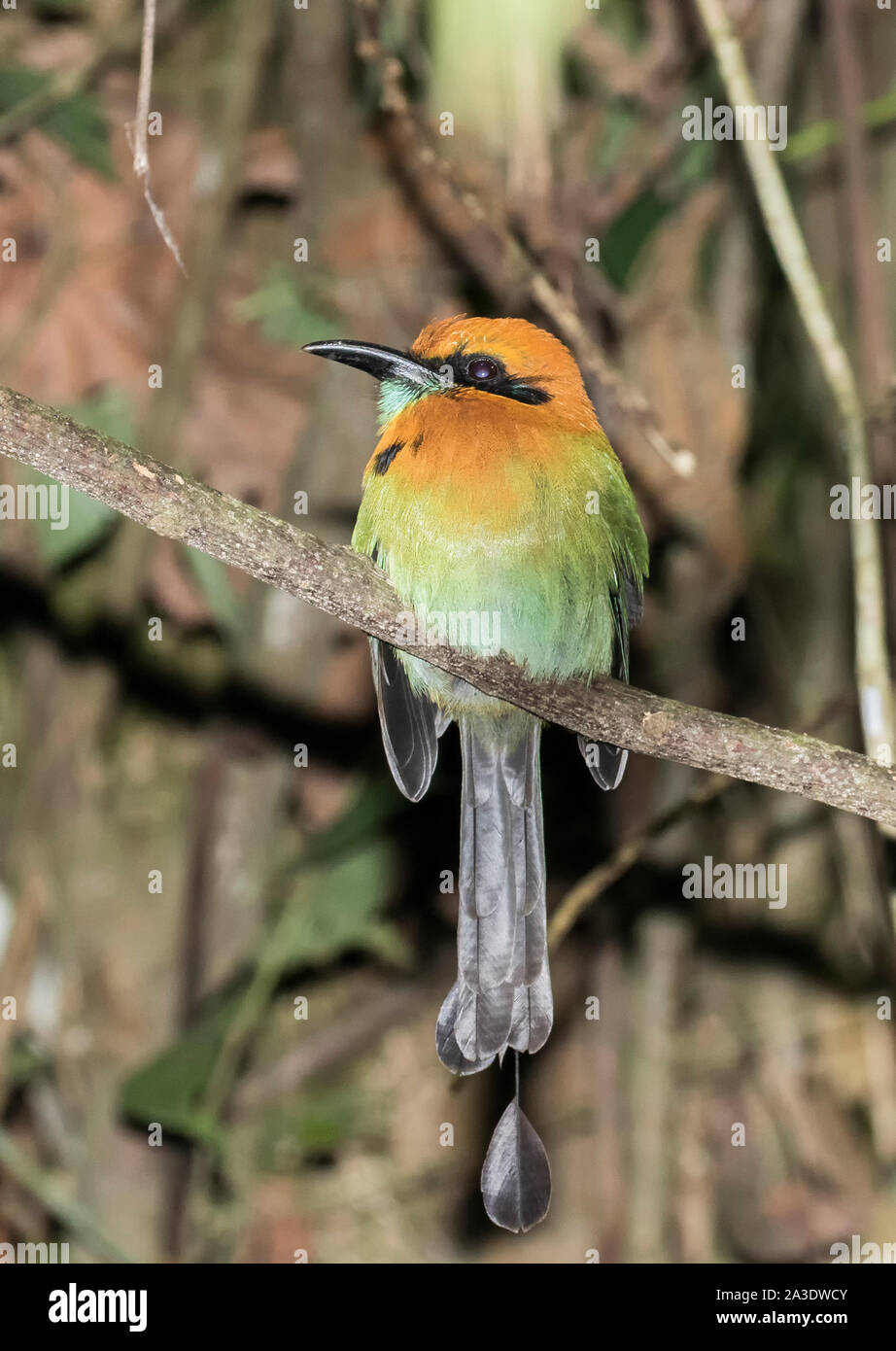 Breite-billed motmot Stockfoto