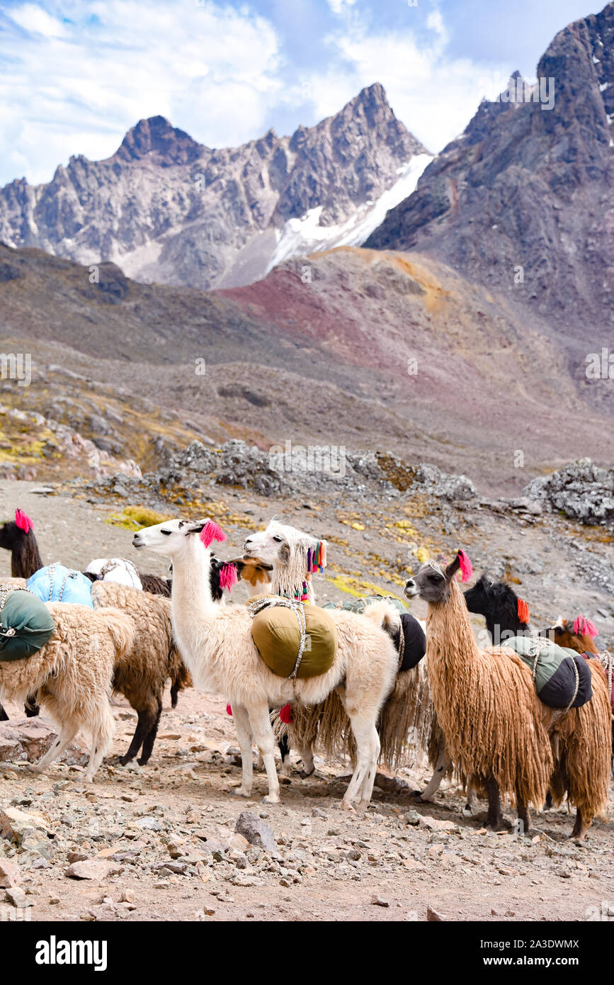 Llama Pack in der Cordillera Vilcanota, Ausungate, Cusco, Peru Stockfoto