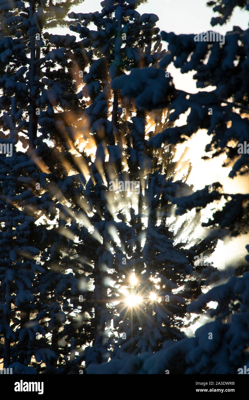 Wald sunburst bei Bull Prairie, Fremont National Forest, Oregon Stockfoto