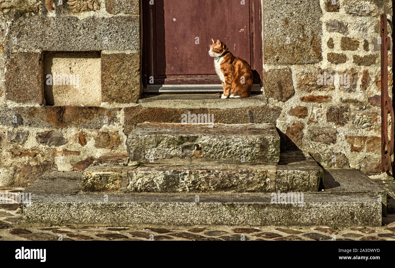 Nahaufnahme einer Katze auf der Treppe im 'Cour Marie du Rocher "Hof in der mittelalterlichen Stadt Domfront, Frankreich Stockfoto