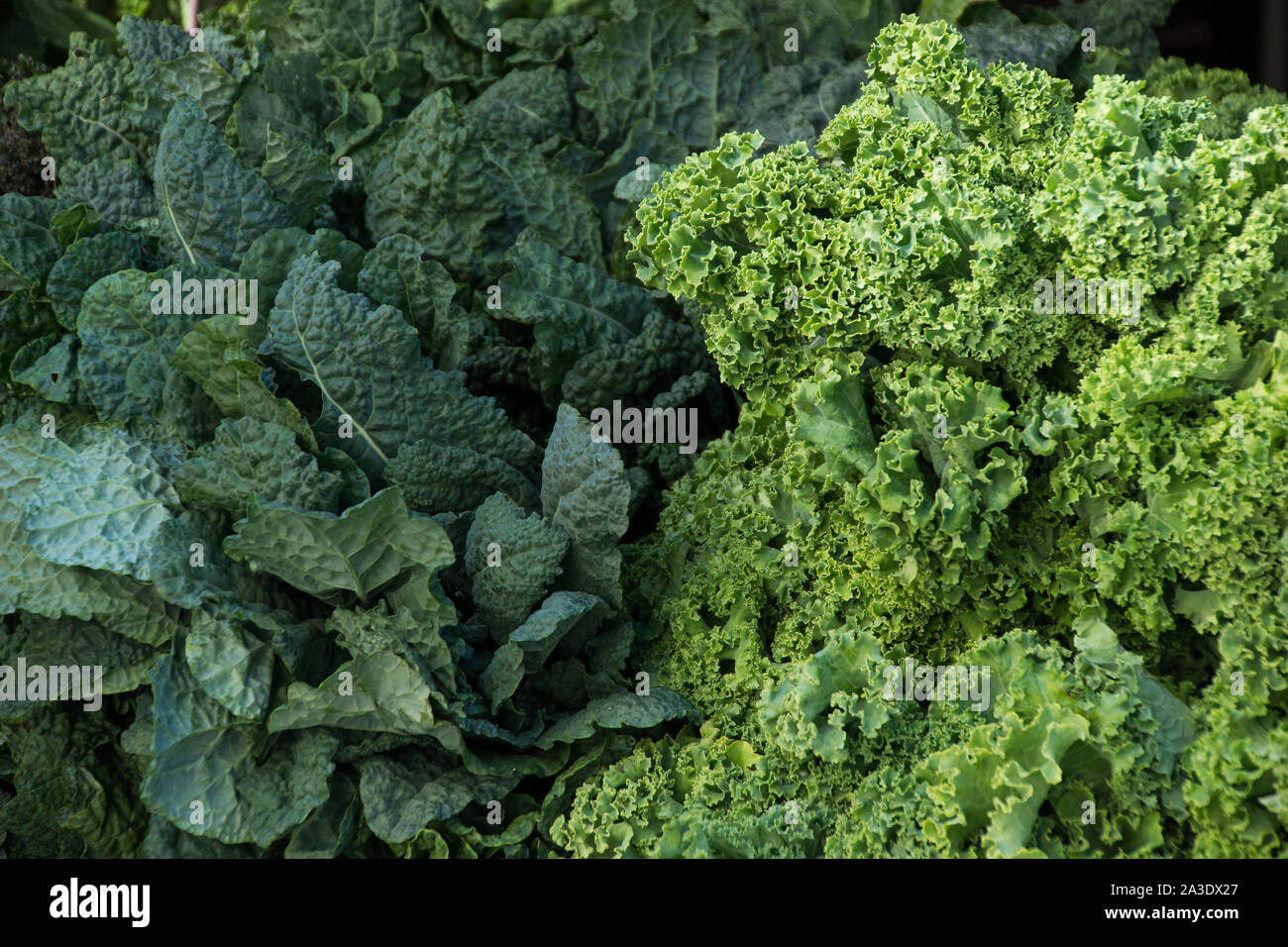 Grünkohl zum Verkauf an einer Farmers Market in New York City Stockfoto