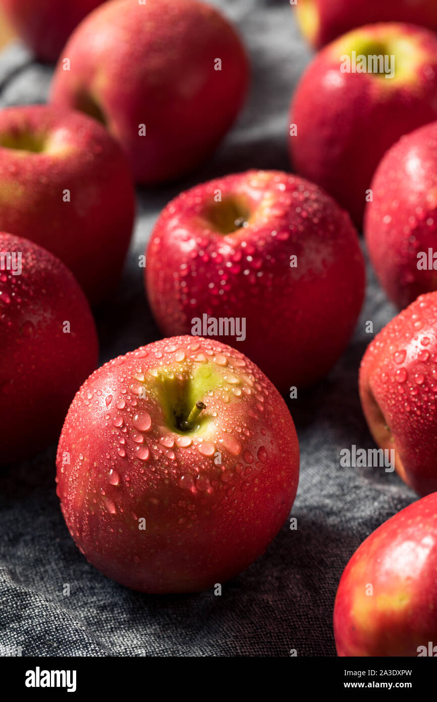 Raw rot Organic PInk Lady Äpfel bereit zu Essen Stockfoto