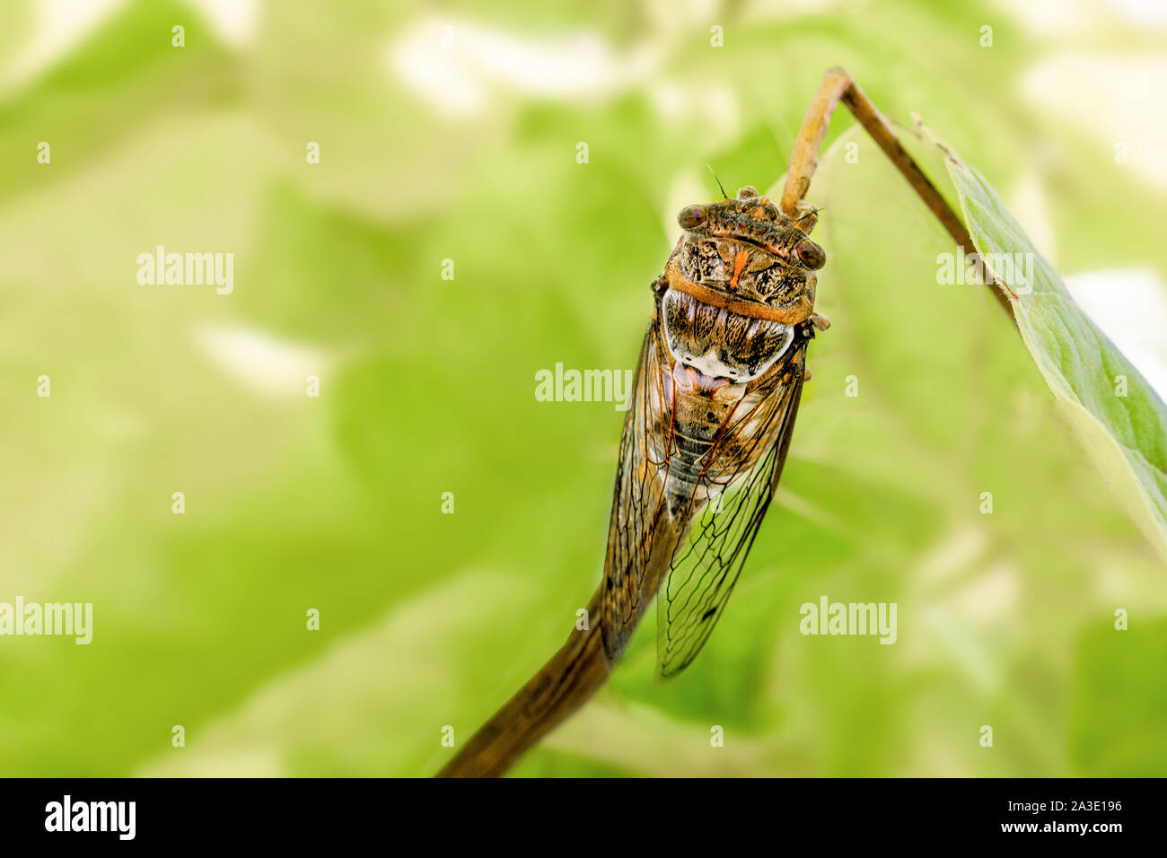 Schönen Insekt auf Ast. Zikade auf grünem Blatt. Das Konzept der biologischen Vielfalt. In der Nähe von Insekten Zikaden mit durchsichtigen Flügeln. Insekten in der wilden Natur, Park, Wald. Stockfoto