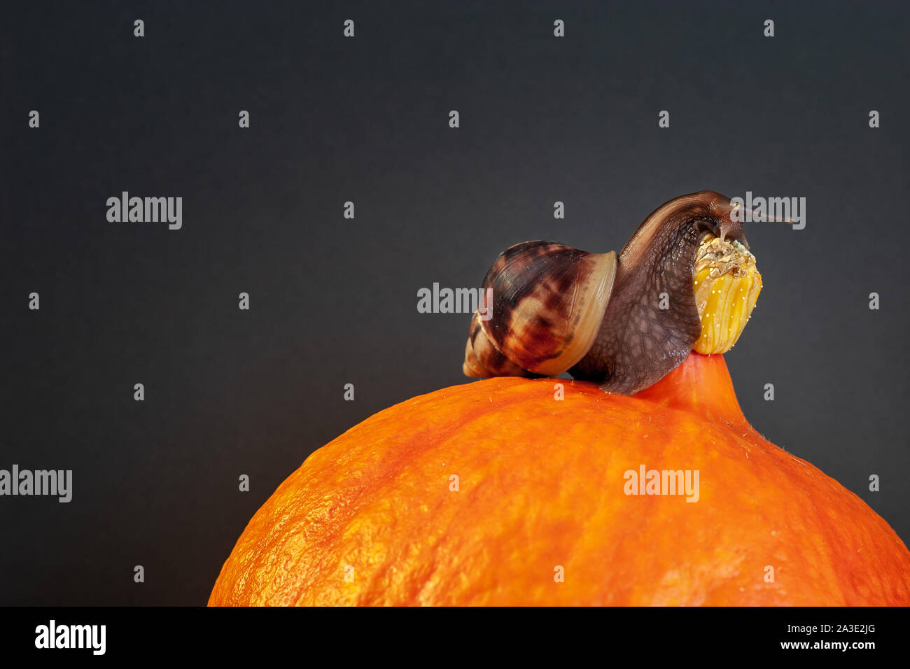 Schnecke auf dem Kürbis. Orange Kürbis und braune Schnecke auf grauem Hintergrund. Slug klettert an die Spitze eines Kürbis. Kopieren Sie Platz. Vignette. Stockfoto