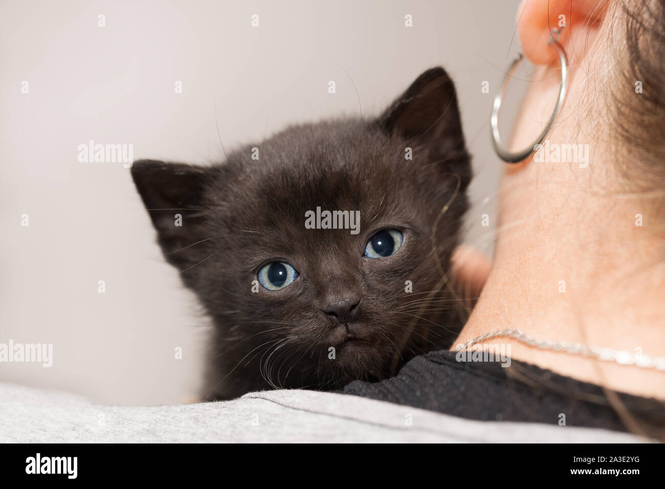 Süßer kuscheliger schwarz Kitty auf den Anteil der Frauen an der Schulter. Kleine Katze 5 Wochen alt. Felis silvestris catus. Freundlich schüchterne Katze detail. Cute pet portrait. Stockfoto