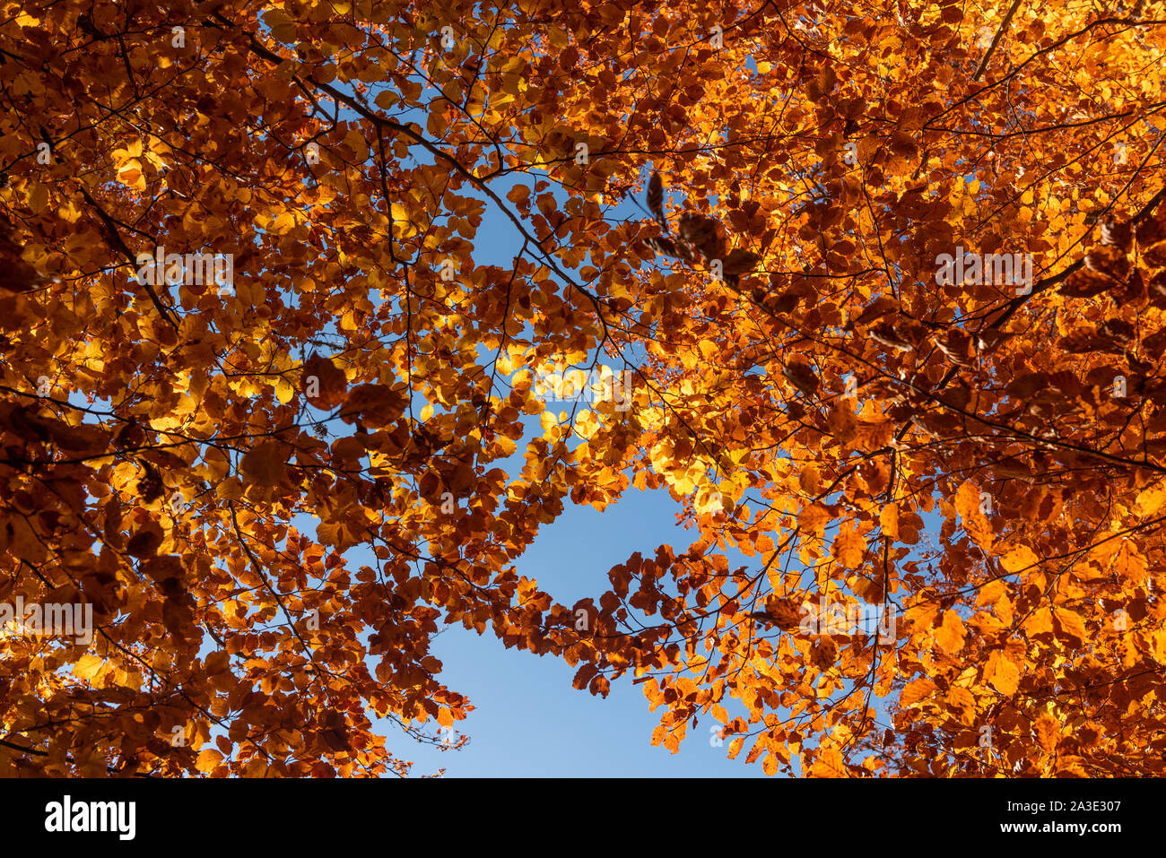 Blätter im Herbst mit dem blauen Himmelshintergrund Stockfoto