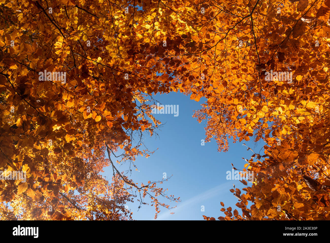 Blätter im Herbst mit dem blauen Himmelshintergrund Stockfoto