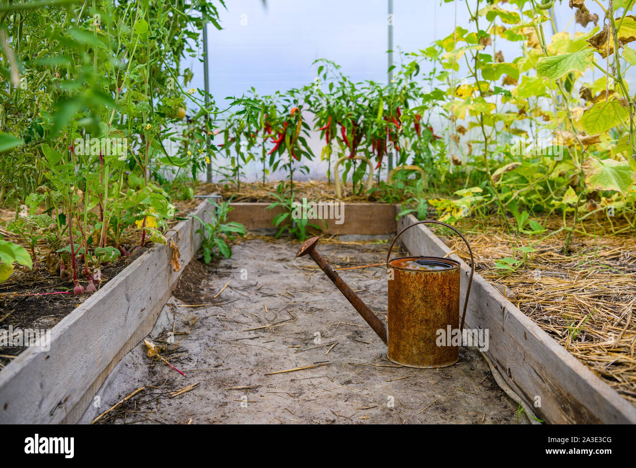 Alte, rostige Gießkanne im Gewächshaus Stockfoto
