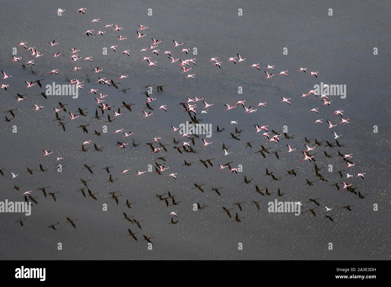 Afrika, Tansania, Luftaufnahme der Herde von größeren und kleineren Flamingos fliegen über Salz Wasser des Lake Natron Stockfoto