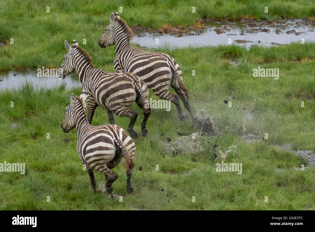 Afrika, Tansania, Luftaufnahme der Herde der Plains Zebra (Equus burchelli) durch üppige Sumpf läuft entlang der Ufer des Lake Natron Stockfoto