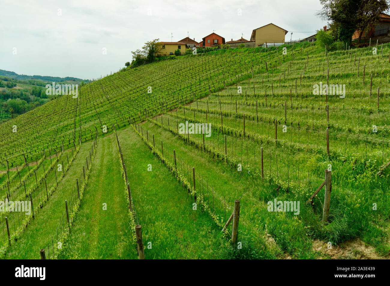 Piemont Weinberg im späten April, Reihen von jungen Reben auf dem Hügel Stockfoto