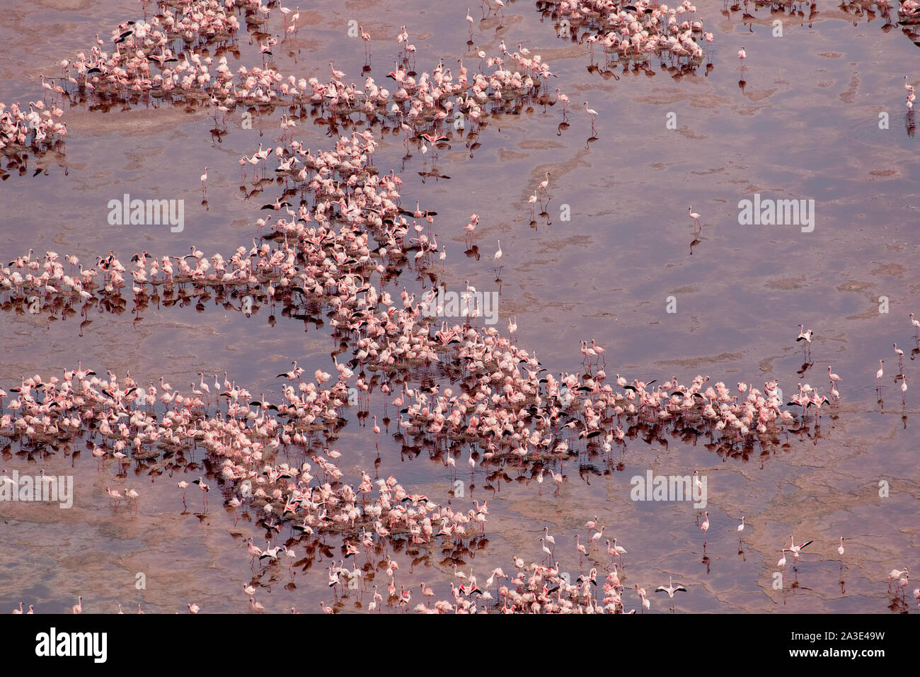 Afrika, Tansania, Luftbild von großen Scharen von Flamingos (phoenicoparrus Moll) Verschachtelung in flachen Salz Wasser des Lake Natron Stockfoto