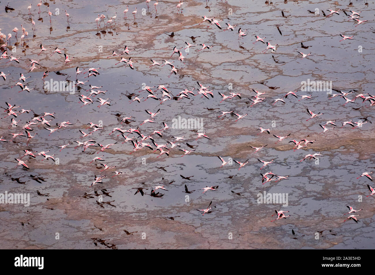 Afrika, Tansania, Luftbild von Scharen von Flamingos (Phoenicoparrus minor) im Flug über flache alkalischen Gewässern des Lake Natron Stockfoto