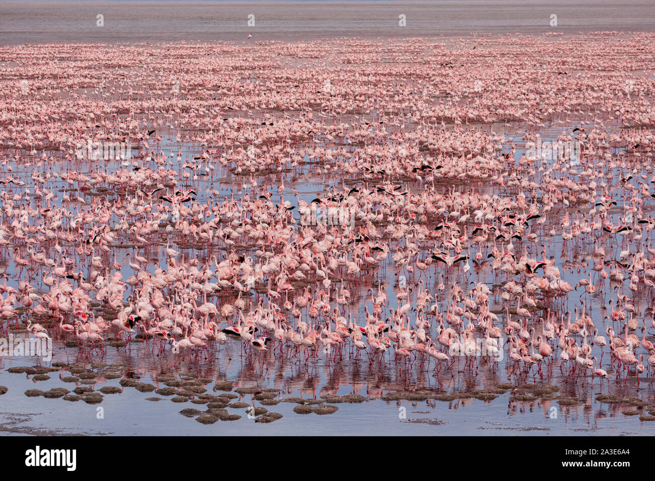 Afrika, Tansania, Luftbild von großen Scharen von Flamingos (phoenicoparrus Moll) Verschachtelung in flachen Salz Wasser des Lake Natron Stockfoto