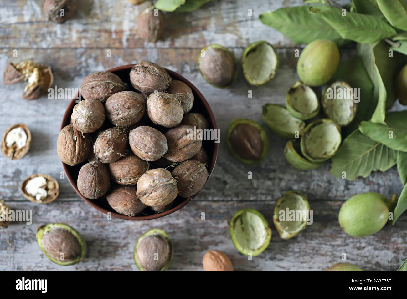 Frisch Walnüsse in eine Schüssel geben. Harvest Walnüsse. Walnüsse aus grünen Schalen geschält. Die Blätter des Walnussbaums. Stockfoto