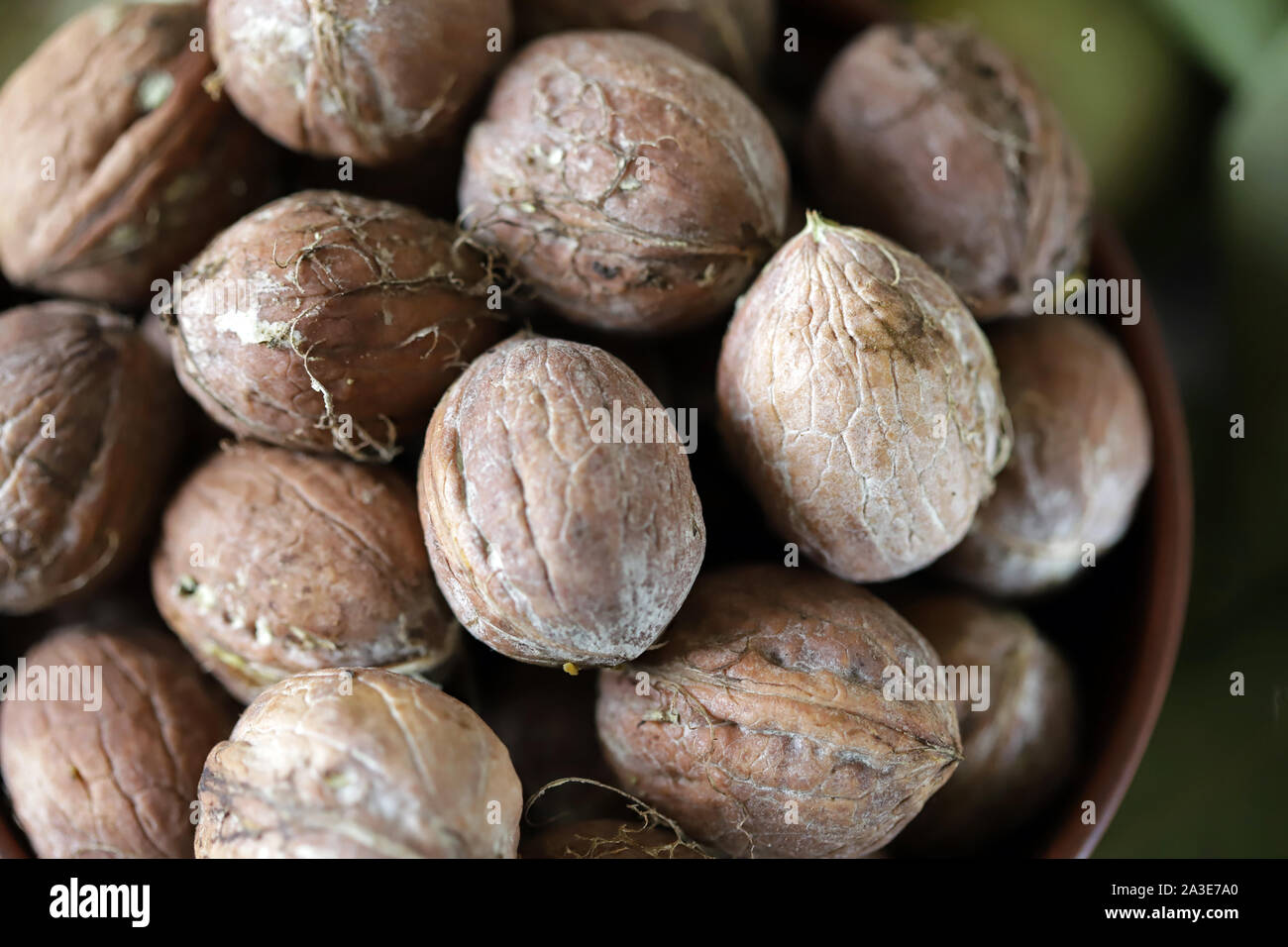 Frisch Walnüsse in eine Schüssel geben. Harvest Walnüsse. Walnüsse aus grünen Schalen geschält. Die Blätter des Walnussbaums. Stockfoto