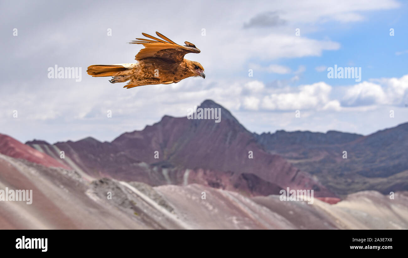 Juvenile Berg Karakara Vögel auf Vinicunca 'Rainbow Berg". Cusco, Peru Stockfoto