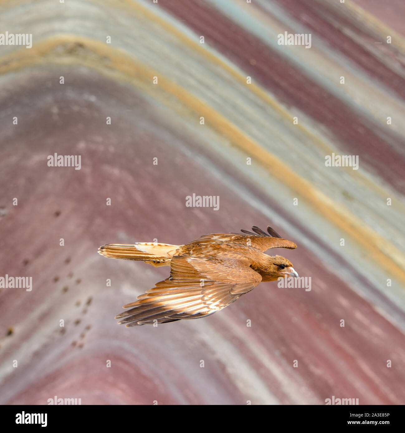 Juvenile Berg Karakara Vögel auf Vinicunca 'Rainbow Berg". Cusco, Peru Stockfoto