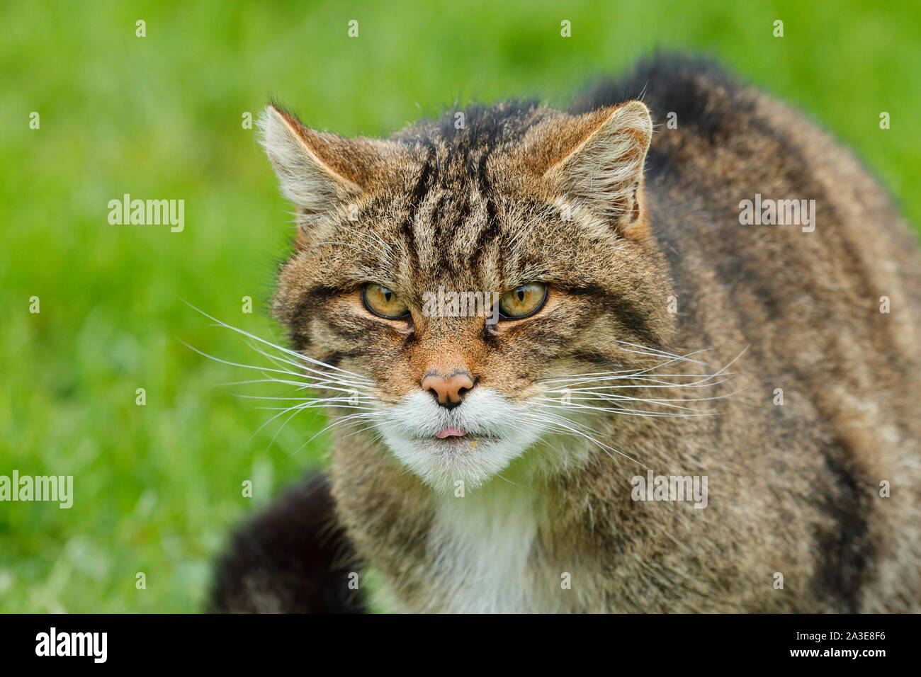 Die Schottische Wildkatze ist eine europäische Wildkatze Bevölkerung in Schottland. Stockfoto