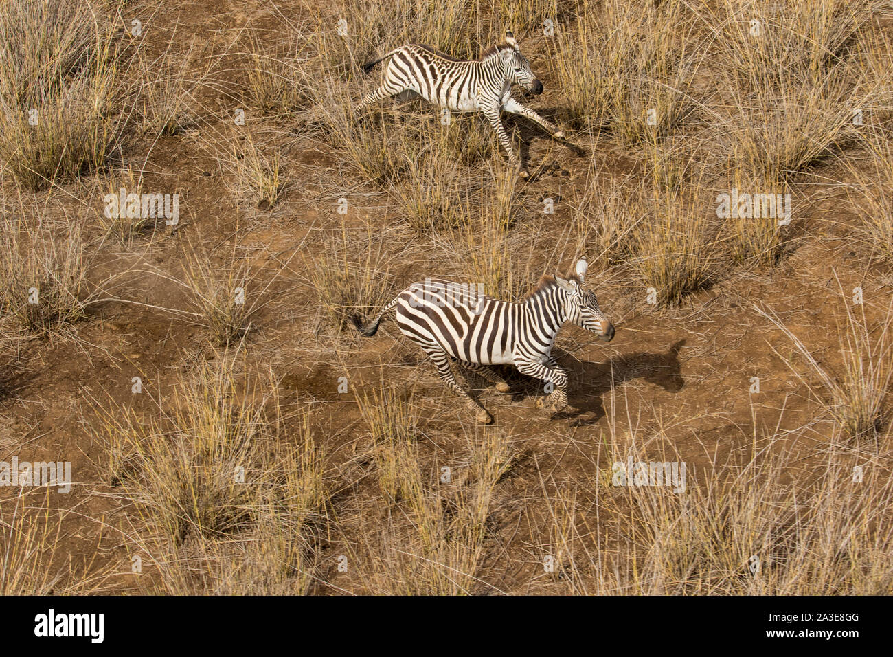 Afrika, Tansania, Aaerial Blick auf Ebenen Zebra und Kalb (Equus burchelli) läuft durch Gras in der Nähe von Lake Natron Stockfoto