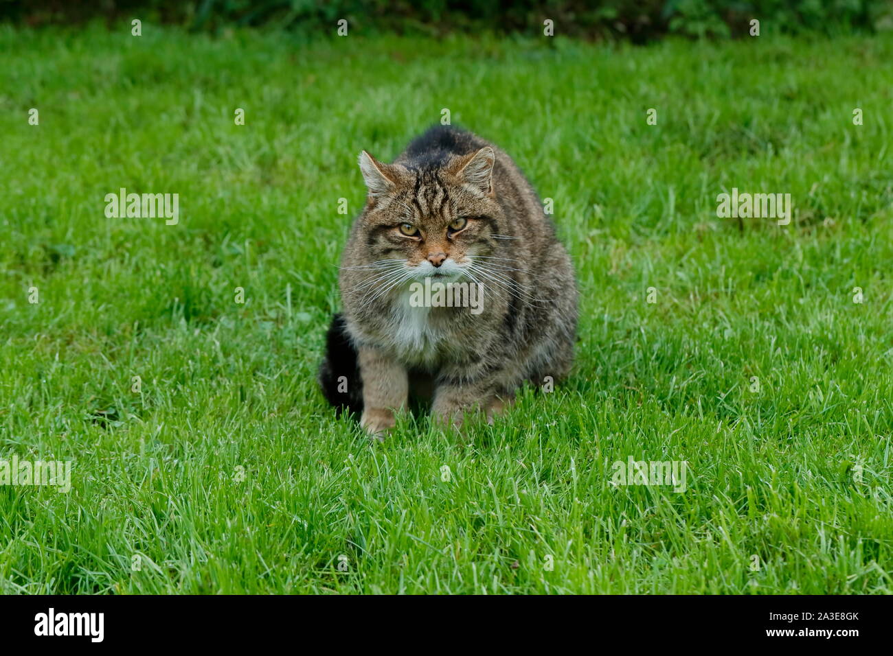 Die Schottische Wildkatze ist eine europäische Wildkatze Bevölkerung in Schottland. Stockfoto