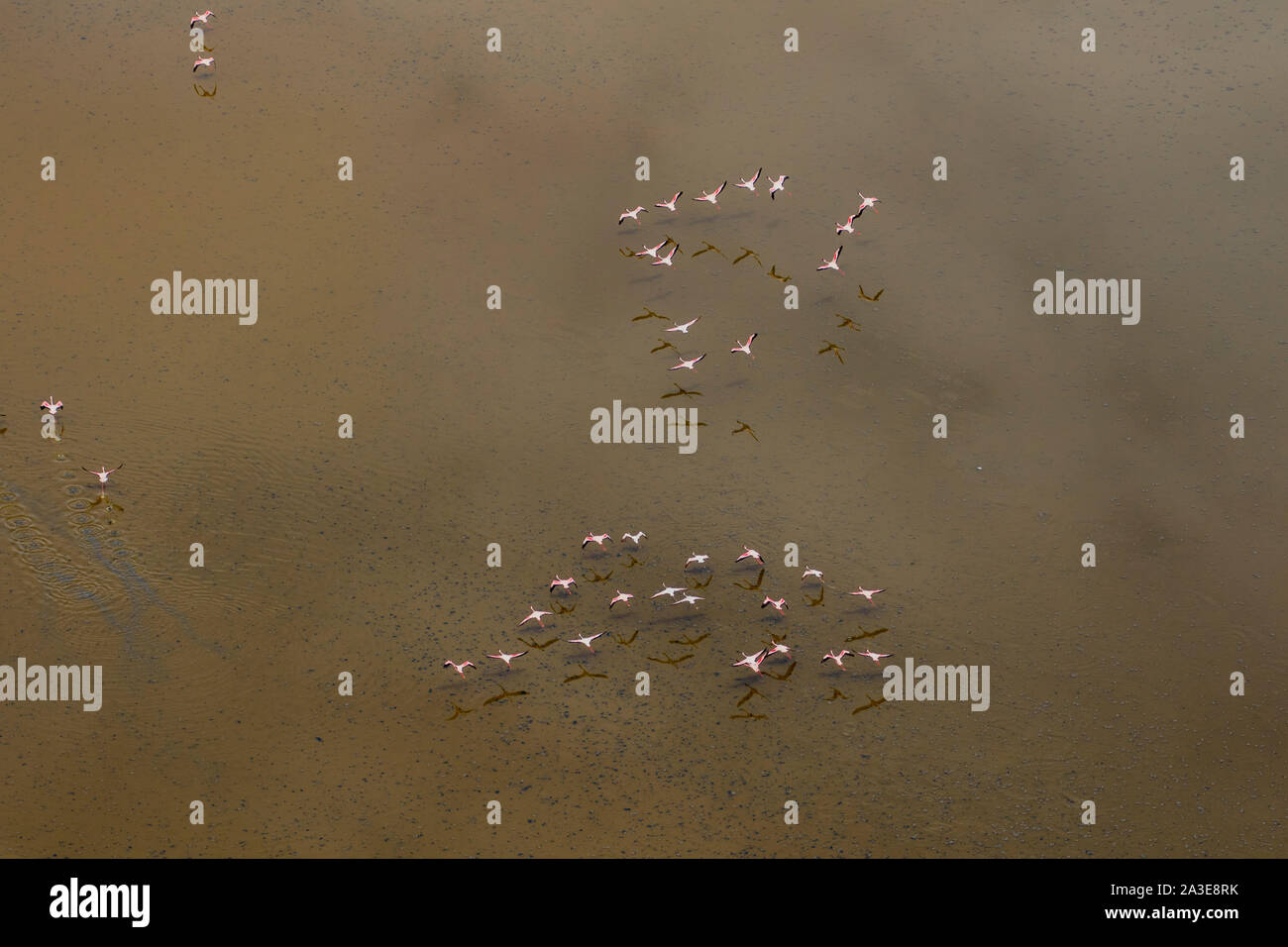 Afrika, Kenia, Magadi, Luftaufnahme von Flamingos (phoenicoparrus Moll) Flucht aus Lake Magadi Stockfoto