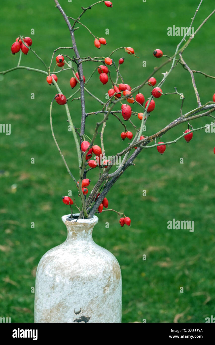 Herbstarrangement in einer Keramikvase, Hagebutten Beeren Hagebutte Stockfoto