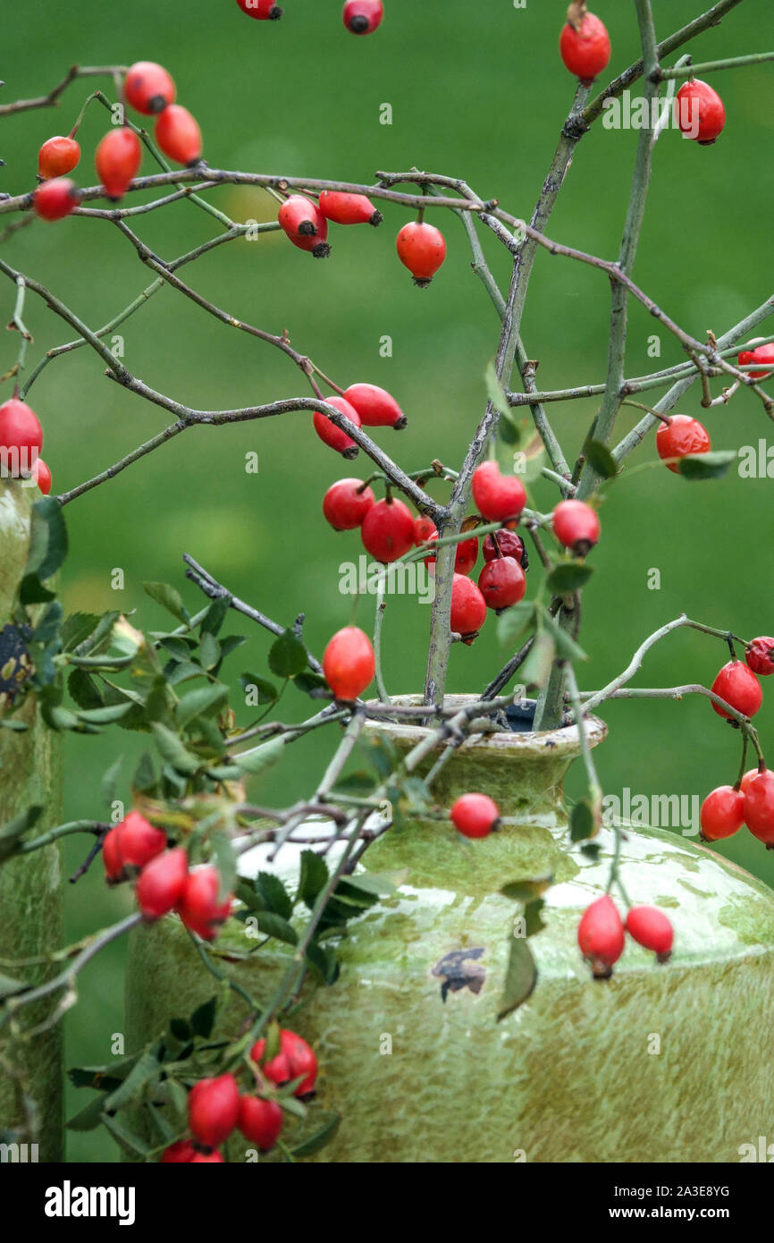 Herbst Anordnung in einer Keramik Vase, Hagebutten Beeren Stockfoto