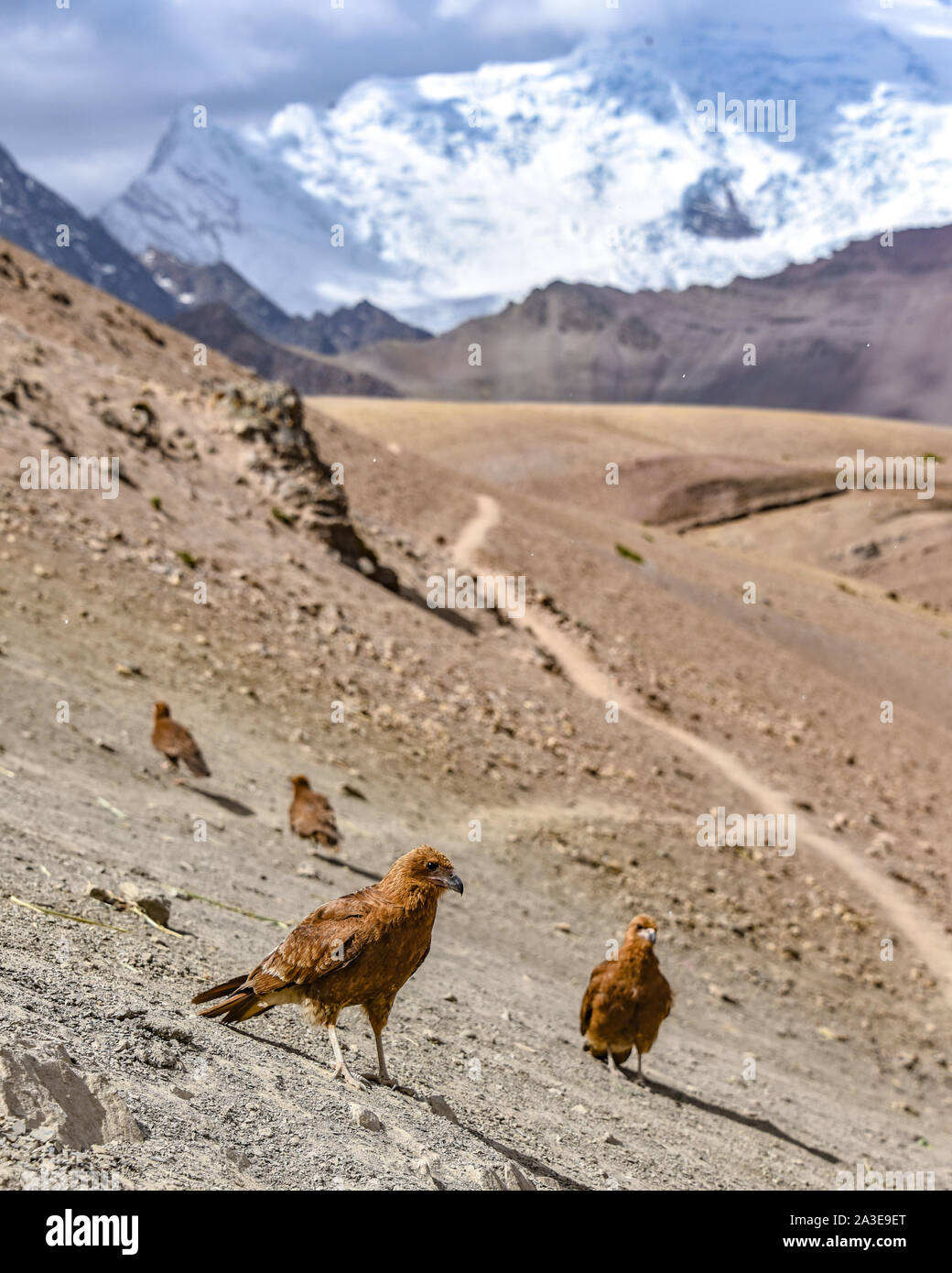Juvenile Berg Karakara Vögel vor dem Hintergrund der Ausungate Berg. Cusco, Peru Stockfoto