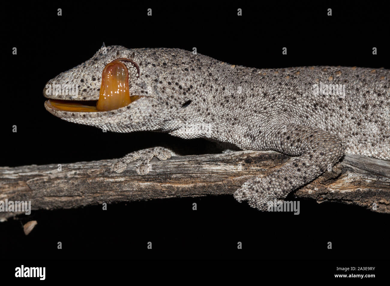 Northern Stacheligen-tailed Gecko lecken Augen Stockfoto