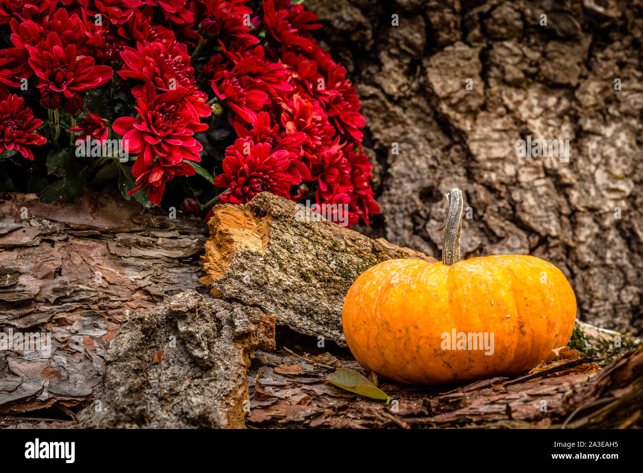 Nature morte für Halloween Kürbis und schöne rote Dahlie Blumen. Stockfoto