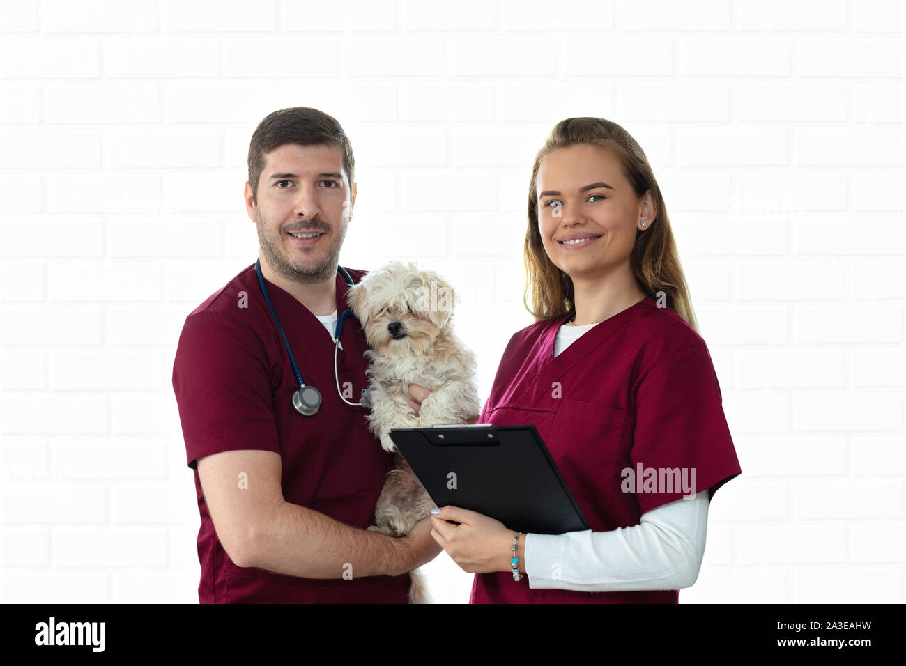 Freundliche Tierärztin und lächelnd Krankenschwester Holding kleiner Welpe Hund in der Tierklinik Stockfoto