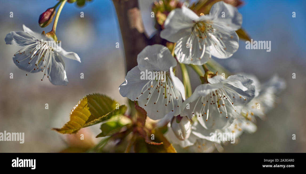 Kirschgärten im Frühling außerhalb des Wandin East, Melbourne, Australien Stockfoto