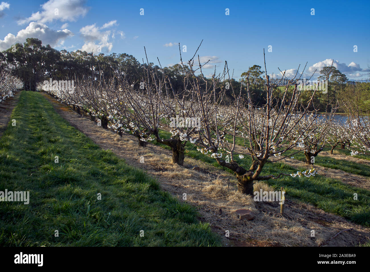 Kirschgärten im Frühling außerhalb des Wandin East, Melbourne, Australien Stockfoto