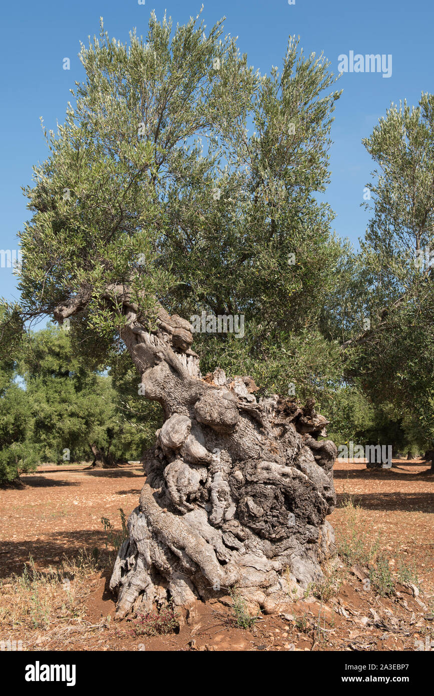 Einen alten Olivenbaum in der Nhe von Ostuni, Apulien, Italien  Stockfotografie - Alamy