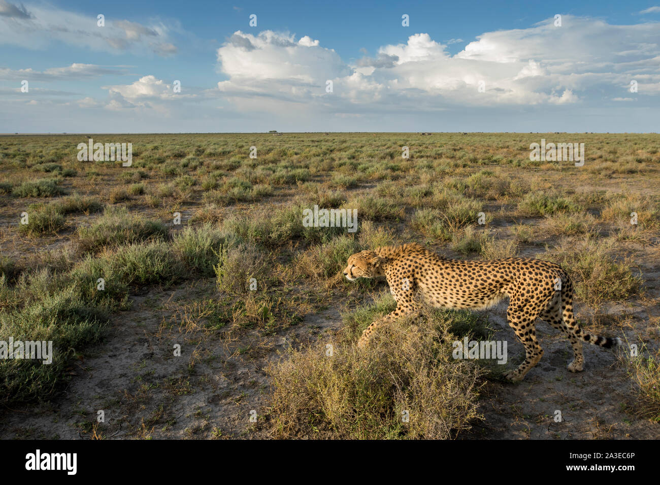 Afrika, Tansania, Ngorongoro Conservation Area, weitwinkelaufnahme der Erwachsenen Geparden (Acinonyx jubatas) gehen über Ndutu Plains Stockfoto