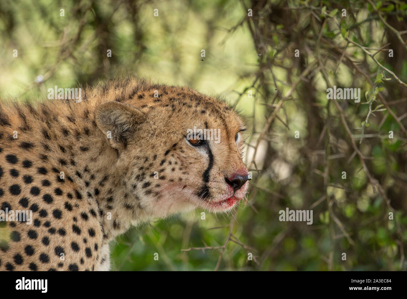Afrika, Tansania, Ngorongoro Conservation Area, Blutverschmierten Geparden (Acinonyx jubatas) Ernährung im Schatten der Akazie entlang Ndutu Plains Stockfoto