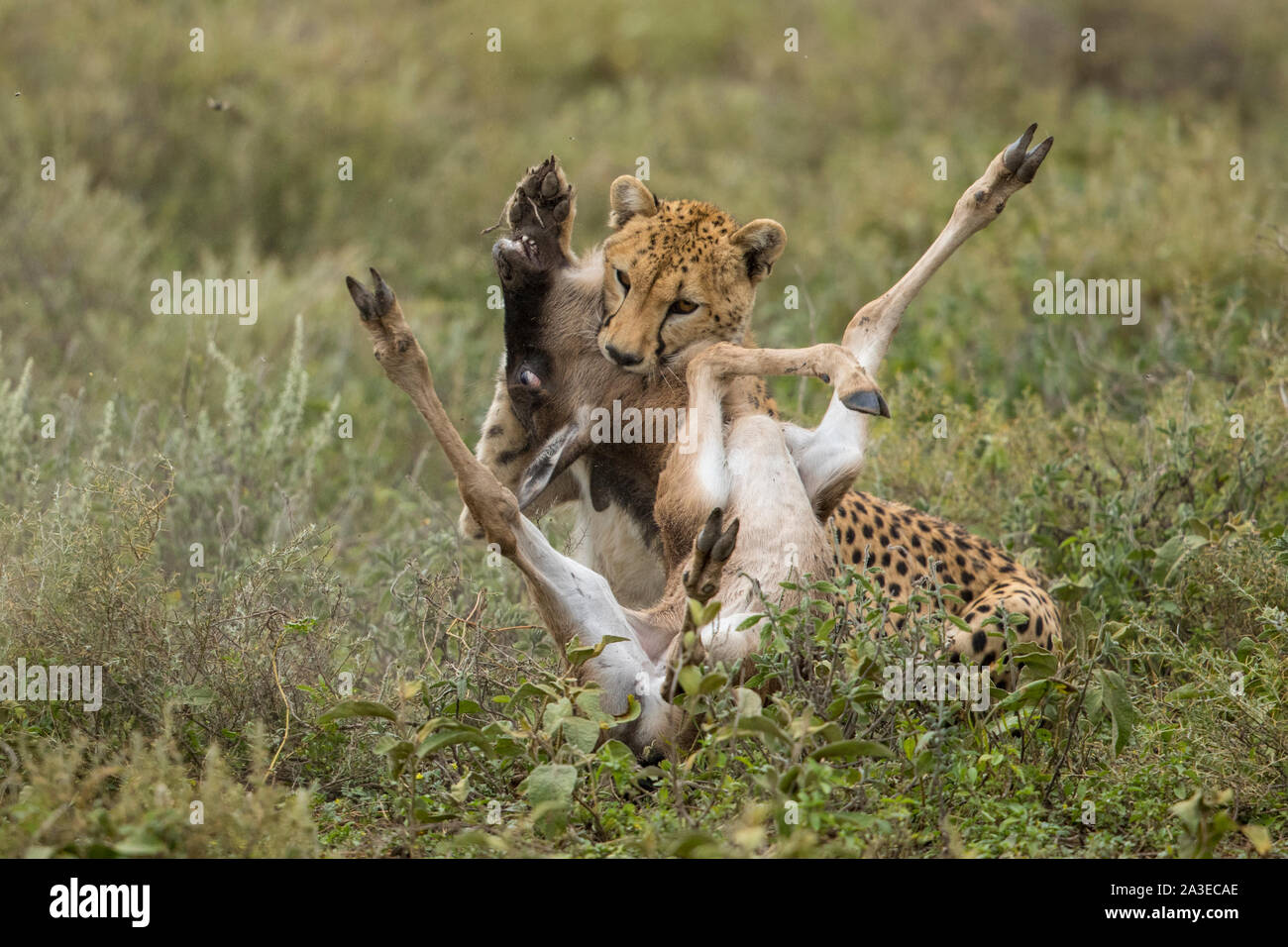 Tansania, Ngorongoro Conservation Area, Erwachsenen Geparden (Acinonyx jubatas) niedergeworfenen Gnus Kalb durch die Kehle während der erfolgreichen Jagd auf ndutu Pl Stockfoto