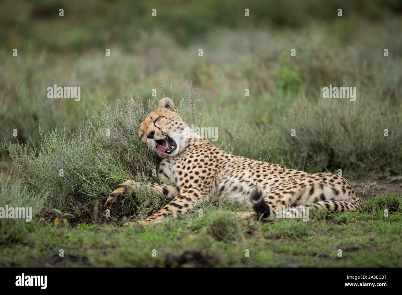 Tansania, Ngorongoro Conservation Area, Erwachsenen Geparden (Acinonyx jubatas) gähnt, während er auf grüne Büsche zu Beginn der Regenzeit auf ndutu Plains Stockfoto