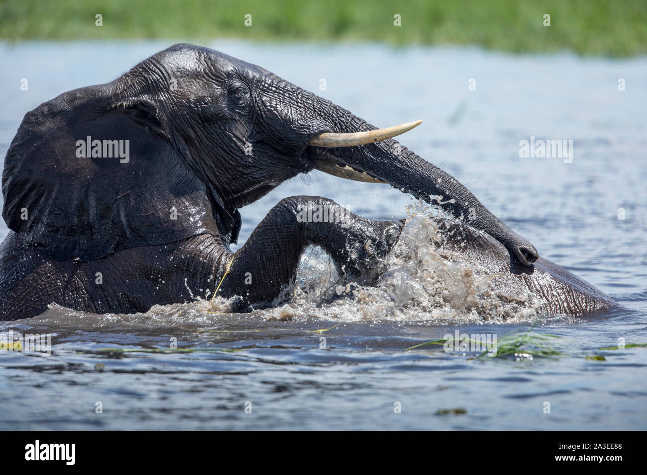 Afrika, Botswana, Chobe Nationalpark, Elefanten (Loxodonta africana) spielen und Spar beim Abkühlen in Chobe River Stockfoto
