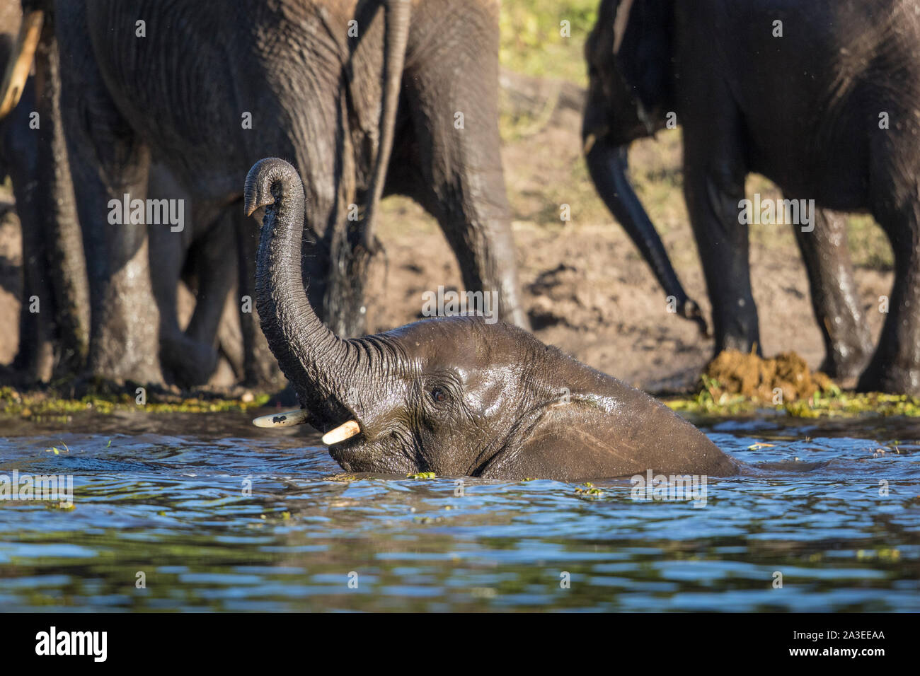Afrika, Botswana, Chobe National Park, junger Elefant (Loxodonta africana) spielt während der Abkühlung in Chobe River Stockfoto